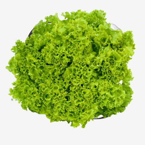 Lollo Bionda